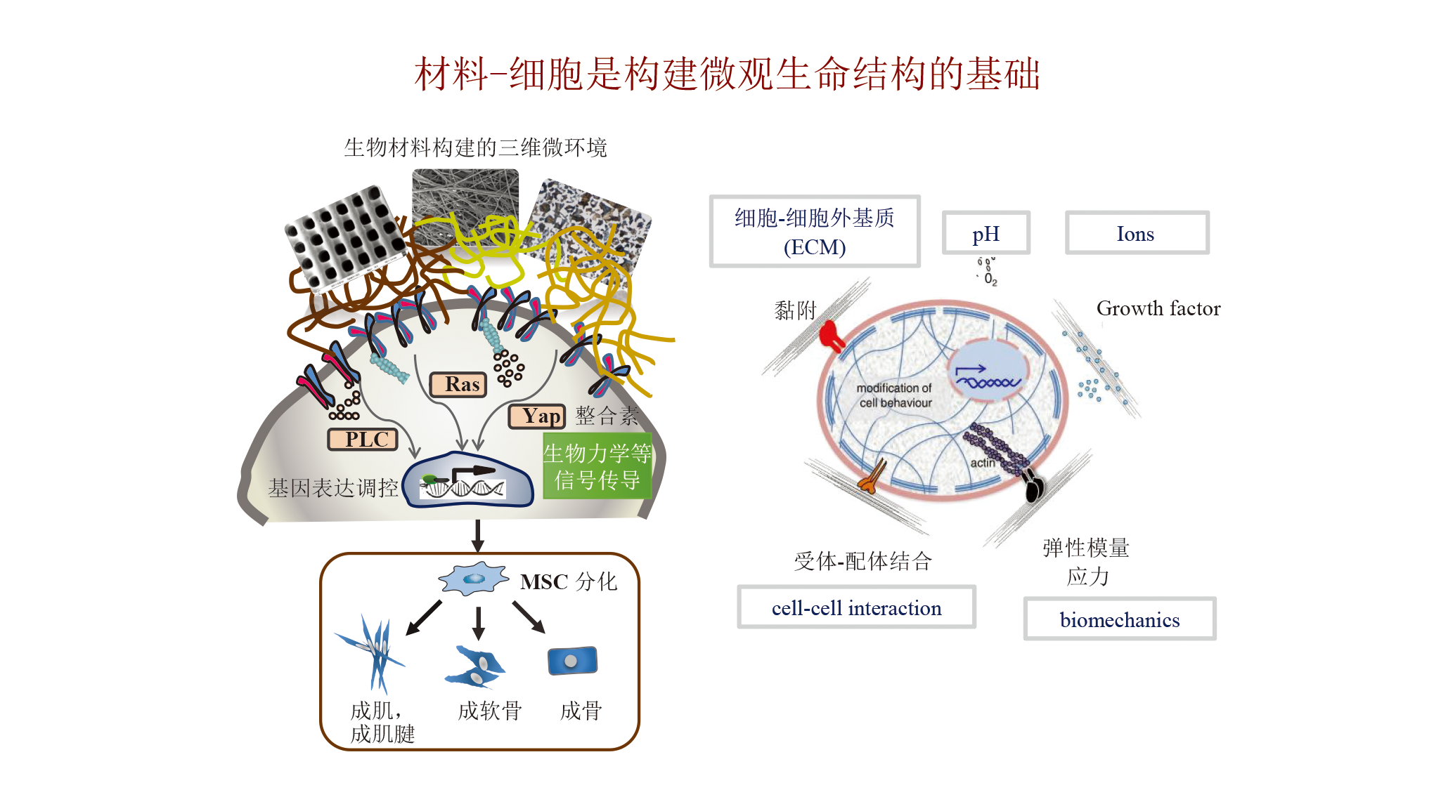 Development and Exploration of Biomaterials in Shenzhen