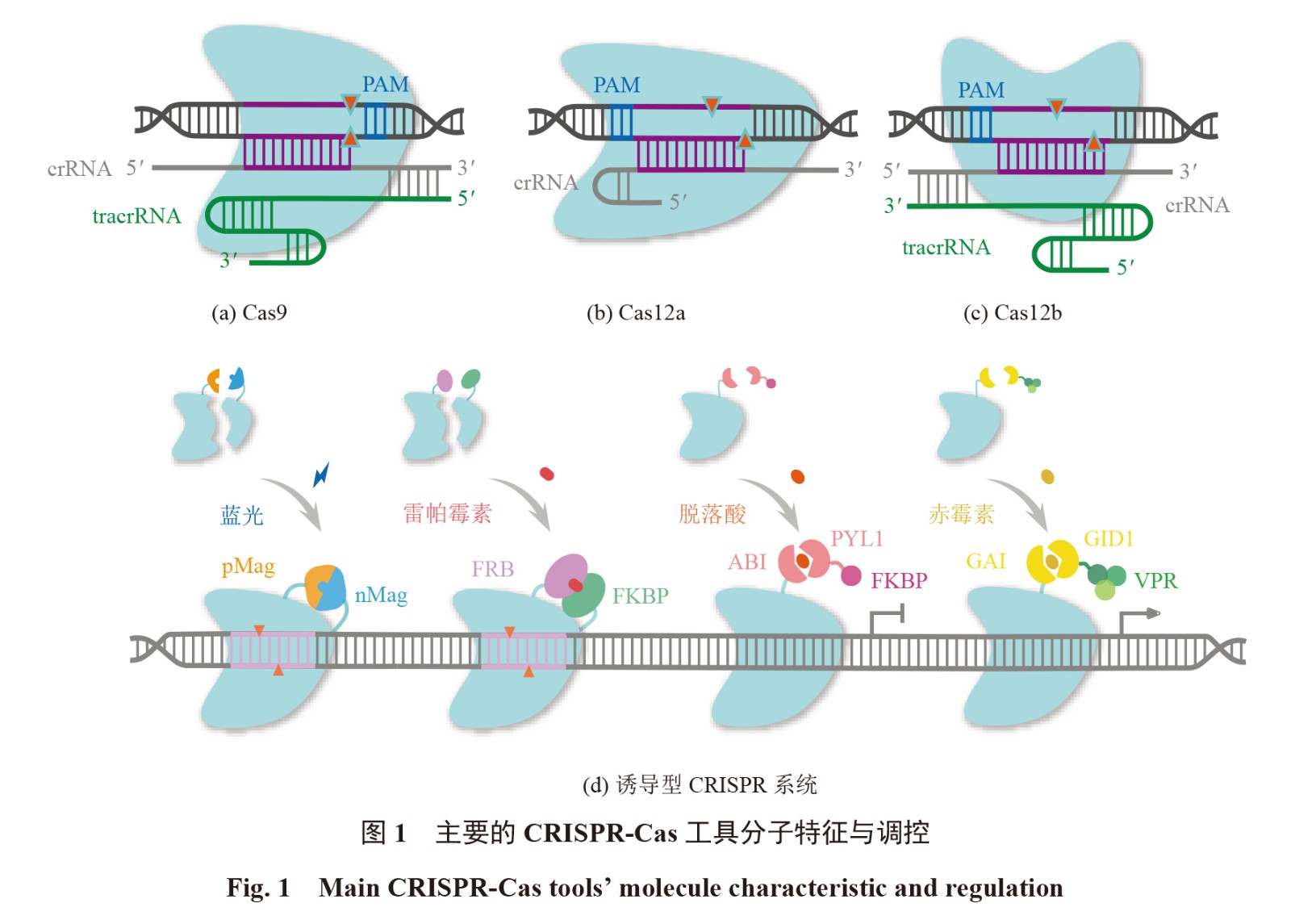 合成生物学国际形势与前沿技术分析专题